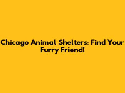 Chicago Animal Shelters: Find Your Furry Friend!