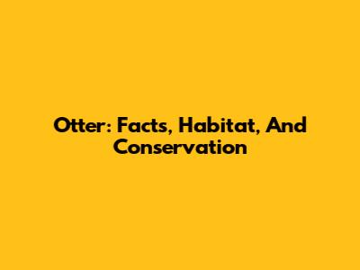 Otter: Facts, Habitat, And Conservation