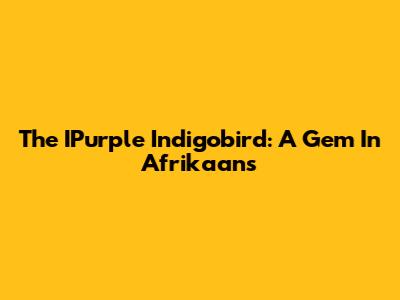 The IPurple Indigobird: A Gem In Afrikaans